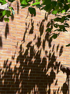 Trees casting their shadows on a building, Sheung Wan, Hong Kong Island, 14 July 2007