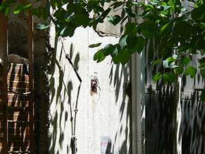 Trees casting shadows on a building, Sheung Wan, Hong Kong Island, 14 July 2007