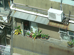 Potted plants outside a window, Sheung Wan, Hong Kong Island, 18 July 2007