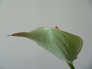 An Anthurium, Sheung Wan, 8 July 2007