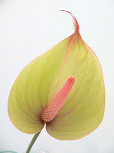 An Anthurium, Sheung Wan, 8 July 2007