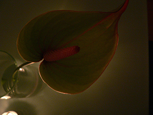 Silhouette of an Anthurium, Sheung Wan, 8 July 2007