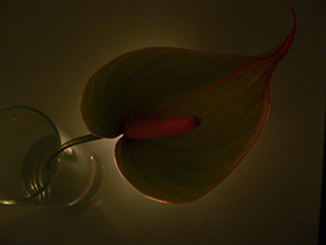 Silhouette of an Anthurium, Sheung Wan, 8 July 2007