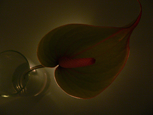 Silhouette of an Anthurium, Sheung Wan, 8 July 2007