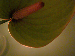 Detail of an Anthurium, Sheung Wan, 8 July 2007
