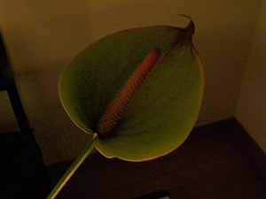 An Anthurium, Sheung Wan, 8 July 2007