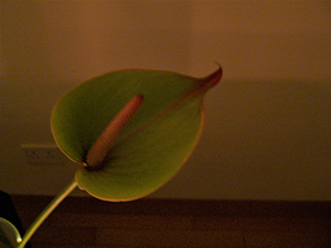 An Anthurium, Sheung Wan, 8 July 2007