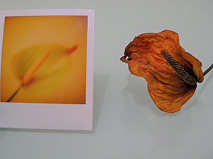 Anthurium and a Polaroid of an anthurium, Sheung Wan, 12 September 2007