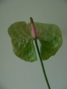 Still life of an Anthurium, Sheung Wan, 30 September 2007