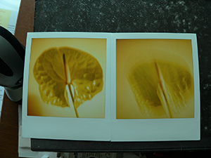 Polaroid photos of Anthurium, Sheung Wan, 1 October 2007