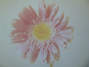 Photo of a Polaroid instant photo of a Chrysanthemum while the instant photo is still developing, Sheung Wan,  Hong Kong Island, 11 November 2007