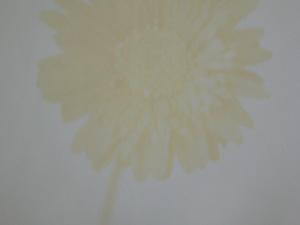 Photo of a Polaroid instant photo of a Chrysanthemum taken while that instant photo is still developing, Sheung Wan, Hong Kong Island, 26 November 2007