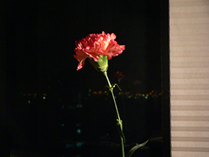 A carnation in a domestic interior, Sheung Wan, 28 December 2007