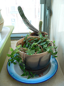 Potted plants, Sheung Wan, Hong Kong Island, 1 December 2007