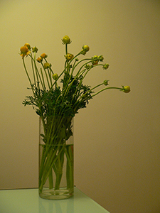 Flowers in an interior, Sheung Wan, 11 December 2008