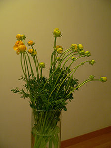 Flowers, Sheung Wan, 11 December 2008