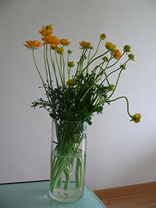 Flowers on a living room table, 11 December 2008