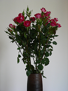 Flowers, Sheung Wan, 11 December 2008