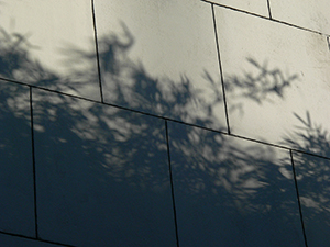 Shadow of trees on the side of a building, Shek Kip Mei, 8 July 2009