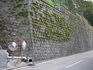 Greenery on a wall, Mid-Levels, 1 January 2010