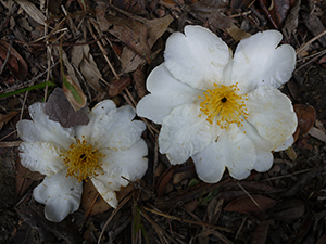 Camelia Flowers, Lung Fu Shan Country Park, 1 January 2010