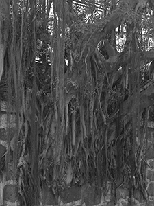 Banyan trees, Hollywood Road, 2 January 2010