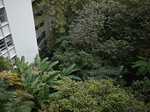 Trees, Mid-levels, 10 January 2010
