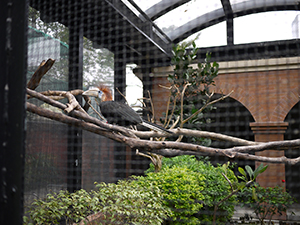 Yellow-casqued hornbill, Hong Kong Zoological and Botanical Gardens, 10 January 2010