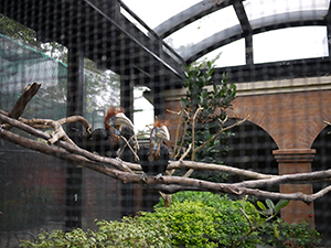 Yellow-casqued hornbill, Hong Kong Zoological and Botanical Gardens, Central, 10 January 2010