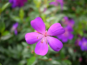 Blooming flowers in Hong Kong Zoological and Botanical Gardens, 10 January 2010