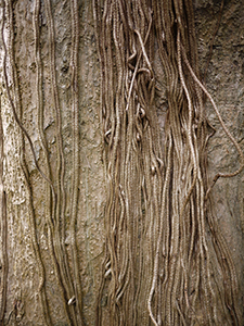 Aerial roots, Hong Kong Zoological and Botanical Gardens, 10 January 2010