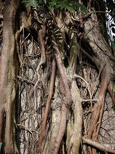 Trees and aerial roots, Hong Kong Zoological and Botanical Gardens, 10 January 2010