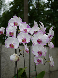 Orchids, Hong Kong Zoological and Botanical Gardens, 10 January 2010