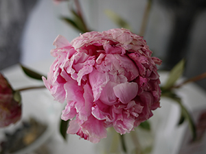 Wilting peony, Mid-levels, 1 January 2010