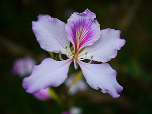 Bauhinia flower, on the path between Deep Water Bay and Repulse Bay, 2 March 2010