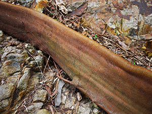 Tree root, on the path between Deep Water Bay and Repulse Bay, 2 March 2010