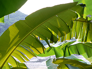 Banana tree leaves, Lamma Islands, 17 October 2004