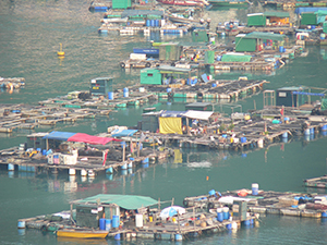 Mariculture rafts, Sok Kwu Wan, 17 October 2004