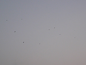 Black Kites in thermals, above Sheung Wan, 21 October 2004