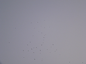 Black Kites above Sheung Wan, 21 October 2004