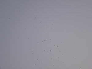 Black Kites above Sheung Wan, 21 October 2004