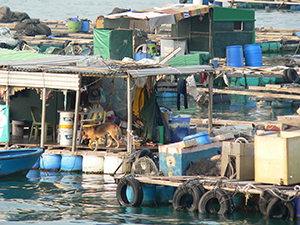 Mariculture Raft, Sok Kwu Wan, Lamma Island, 17 October 2004