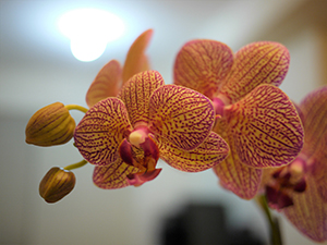Orchid, Sheung Wan, 6 April 2010