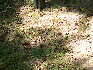 Sunlight and shadow, 5 October 2004