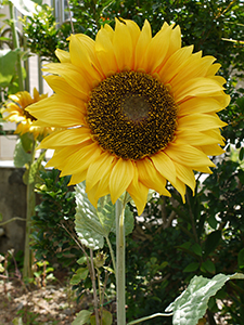 Sunflowers, Mo Tat, Lamma Island, 11 July 2010