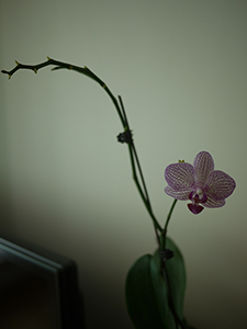Orchid, Sheung Wan, 3 July 2010