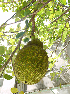 Jackfruit, Lamma Island, 11 July 2010