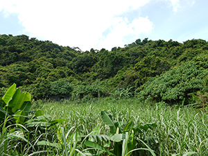 Abandoned field near Mo Tat village, Lamma Island, 11 July 2010