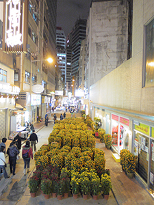 Kumquat bushes, a popular Lunar New Year decoration, Sheung Wan, 29 January 2011