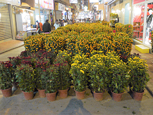 Kumquat bushes, a popular Lunar New Year decoration, Sheung Wan, 29 January 2011